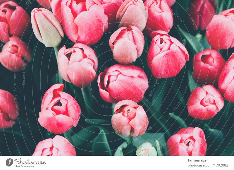 tulip love Natur schön Tulpe Tulpenblüte Blumenstrauß rot rosa rosarote Brille dunkelgrün Vogelperspektive Detailaufnahme festlich Gruß Souvenir Geschenk