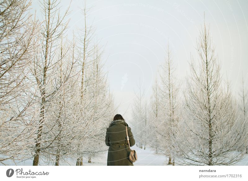 Winterreich Silvester u. Neujahr Rücken 1 Mensch Umwelt Natur Pflanze Luft Himmel Klima Eis Frost Schnee Schneefall Baum Wildpflanze Fichte Fichtenwald Wald