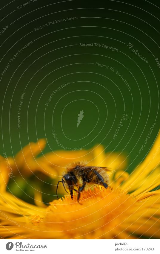 Auf meinem Teller ist ne Biene Natur Pflanze Tier Sommer 1 mehrfarbig gelb Farbfoto Außenaufnahme Nahaufnahme Makroaufnahme Textfreiraum oben Tag Unschärfe