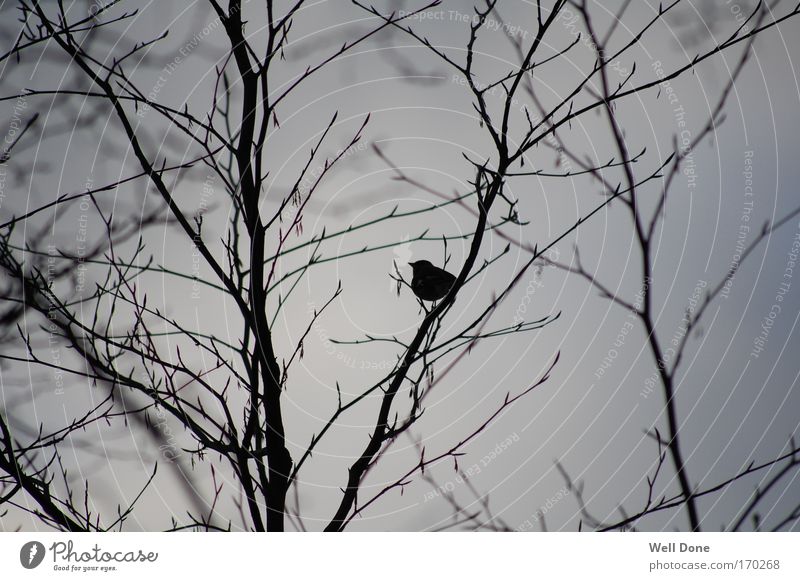 Päuschen im Geäst Natur Winter schlechtes Wetter Baum Tier Vogel kalt Gelassenheit Schwarzweißfoto Außenaufnahme Dämmerung Kontrast Schwache Tiefenschärfe