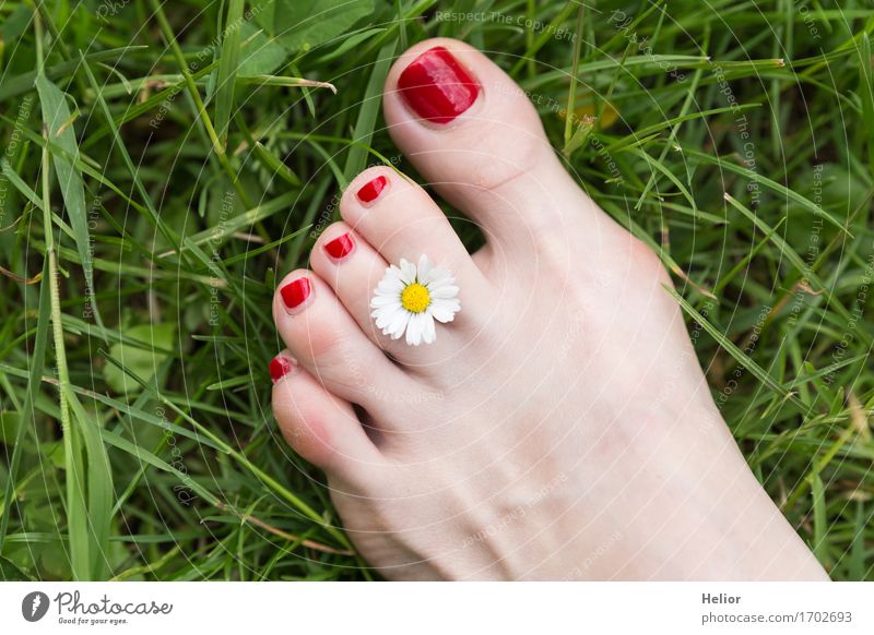 Flower_and_foot-1 Lifestyle Freude Glück Körperpflege Haut Pediküre Gesundheit Leben harmonisch Wohlgefühl Zufriedenheit Erholung Sommer Garten feminin
