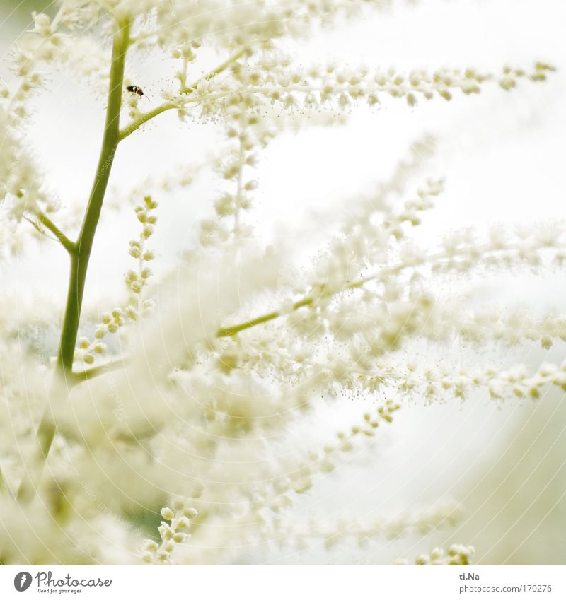 Blütenzauber in weiß Umwelt Natur Pflanze Tier Frühling Sommer Sträucher Käfer Blühend Duft Wachstum ästhetisch authentisch schön grün Begeisterung Reinheit