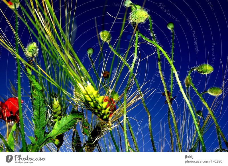 Feld-Studie Farbfoto mehrfarbig Außenaufnahme Tag Kontrast Natur Pflanze Himmel Wolkenloser Himmel Sommer Grünpflanze Nutzpflanze berühren Bewegung Blühend