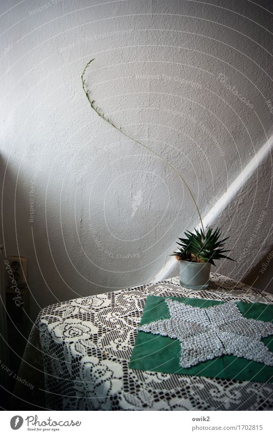 Die Fühler ausstrecken Mauer Wand Raufasertapete Tisch Tischwäsche Dekoration & Verzierung Zimmerpflanze Büro Kaktus Kakteenblüte Wachstum dünn lang stachelig