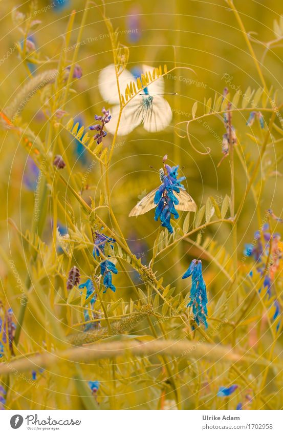 Vogel-Wicke mit Kohlweißling Poster hochkant Natur Landschaft Pflanze Tier Sommer Blatt Blüte Wildpflanze Gartenwicke Wiese Feld Moor Sumpf Schmetterling Insekt