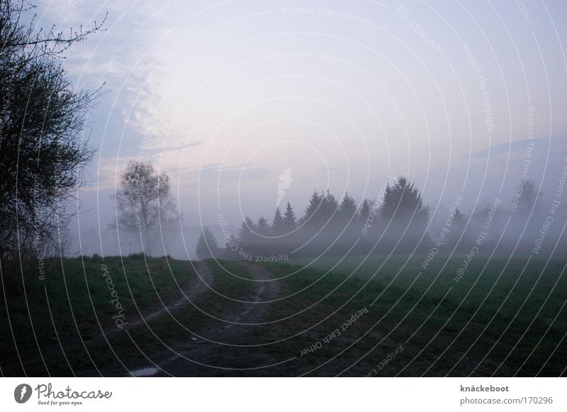 nebulös Farbfoto Außenaufnahme Menschenleer Dämmerung Zentralperspektive Landschaft Wetter Nebel Feld Wald Wege & Pfade Stimmung Natur