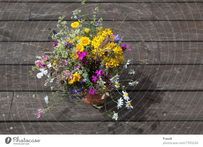 Einmal quer über die Sommerwiese Pflanze Blume Gras Blumenstrauß Vase Holz natürlich schön mehrfarbig Freude Duft Farbe Natur Holzfußboden verwittert Kontrast