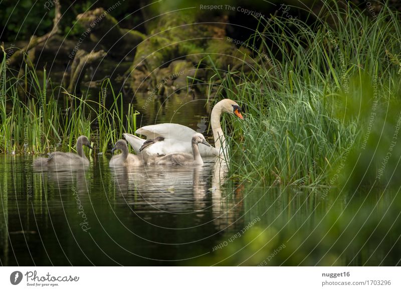 Schwanensee Natur Landschaft Pflanze Tier Wasser Sommer Gras Wald Teich See Wildtier Vogel 4 Tiergruppe Tierjunges Schwimmen & Baden ästhetisch authentisch