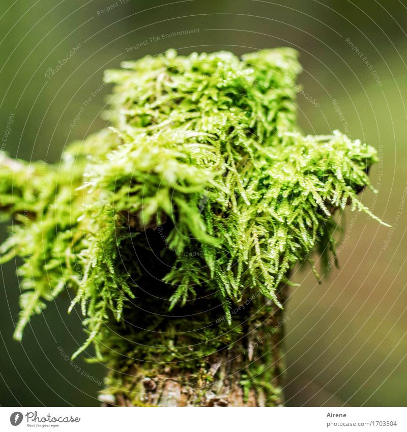Vermummung Kopf Haare & Frisuren Pflanze Moos Wald Urwald Hut Pfosten Holz Wachstum frisch lustig natürlich weich grün Natur Freude vermummen feucht Perücke