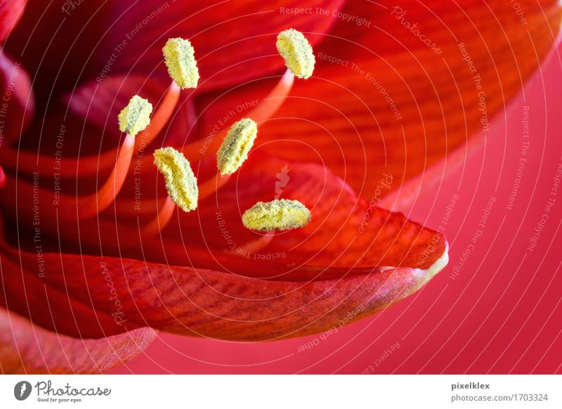 Amaryllisblüte Blume Blüte exotisch Amaryllisgewächse ästhetisch Duft frisch nah natürlich schön gelb rot Pollen Blütenstempel zart Blütenblatt Detailaufnahme