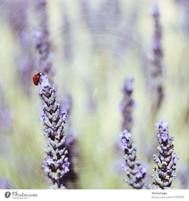 glücklicher Käfer Natur Pflanze schön Marienkäfer Lavendel Lavendelfeld Glück Provence violett Feld Insekt hellgrün Süden Südfrankreich Quadrat Wärme Blühend