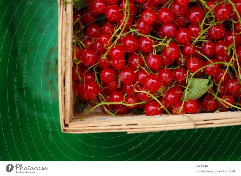 Träuble Lebensmittel Frucht Bioprodukte schön süß grün rot Vogelperspektive Bildausschnitt Anschnitt Obstkorb Johannisbeeren Stengel Farbfoto Außenaufnahme
