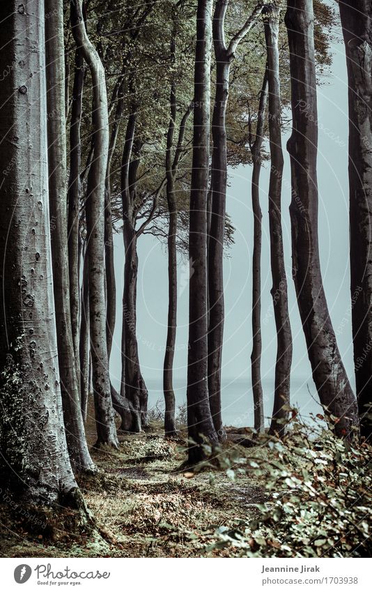 Gespensterwald Ferien & Urlaub & Reisen Tourismus Ausflug Meer Buch Buchtitel Natur Landschaft Wasser Herbst Winter Nebel Baum Wald Ostsee Entschlossenheit