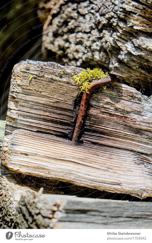 600 | Fest verankert Holz Metall alt natürlich Kraft Vergänglichkeit Zusammenhalt Holzstamm Schneidebrett Holzstruktur Nagel Eisen Rost stecken halten