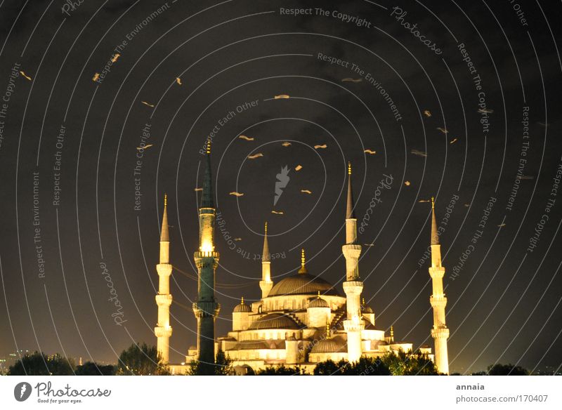 Türkische Glühwürmchen Farbfoto Außenaufnahme Menschenleer Hintergrund neutral Nacht Langzeitbelichtung Bewegungsunschärfe Istanbul Türkei Hafenstadt Altstadt