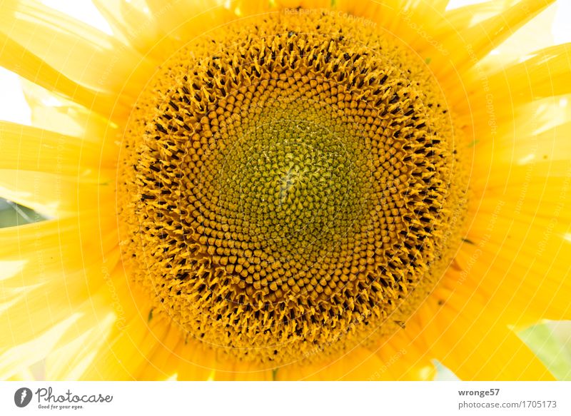 Sonnenblume Pflanze Sommer Blüte Nutzpflanze Wildpflanze nah rund gelb Sonnenblumenkern Querformat Farbfoto mehrfarbig Außenaufnahme Nahaufnahme Menschenleer
