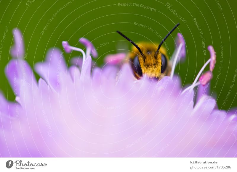 summsumm Auge Umwelt Natur Pflanze Blume Wiese Biene 1 Tier ästhetisch klein nachhaltig schön gelb grün violett Verantwortung achtsam Umweltverschmutzung