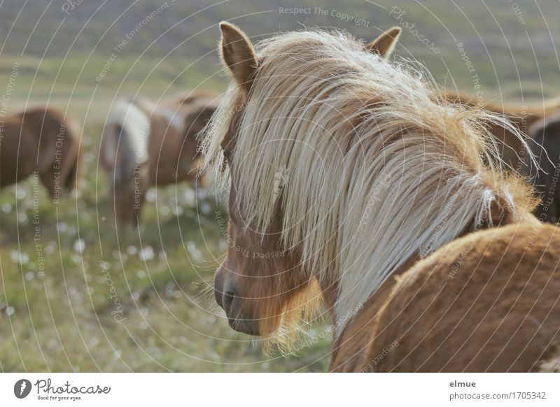 Isländer Ferien & Urlaub & Reisen Freiheit Island Weide Nutztier Pferd Island Ponys Mähne Fell Fellfarbe Ohr Nüstern Blick stehen schön Zufriedenheit Kraft