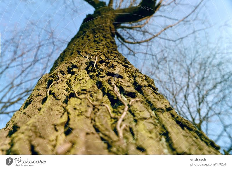 Aufwärts Baum Baumrinde Wald Sonne Blatt Pflanze Strahlung Naturwuchs hoch Himmel Baumstamm Ast