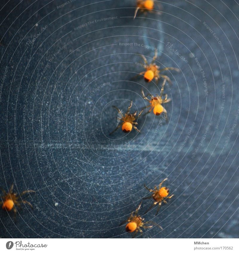aus der Reihe getanzt Farbfoto Spielen Spinne Tiergruppe Netz Netzwerk Zusammensein dunkel Ekel gruselig blau gelb Angst Spinnennetz Spinnenbeine Nachkommen