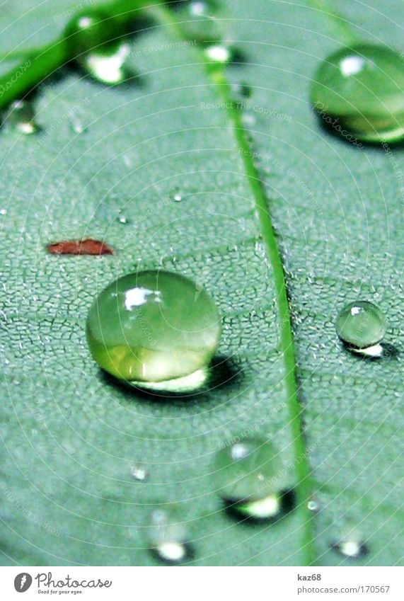 Perlen am Morgen Strukturen & Formen Tag Schatten Natur Pflanze Wassertropfen Frühling Sommer Unwetter Regen Gewitter Gras Blatt Park Wiese Feld Urwald grün