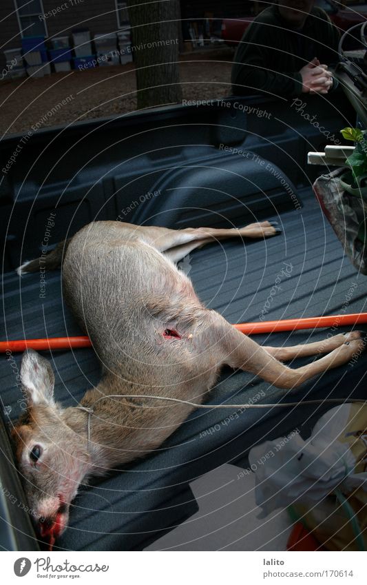 Farbfoto Außenaufnahme Textfreiraum Mitte Morgen Weitwinkel Tierporträt Wildtier Totes Tier 1 dunkel trist Tod dumm Tag