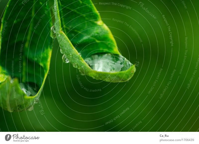 Regentraufe Natur Pflanze Wasser Wassertropfen Blatt ästhetisch nass schön grün Farbfoto Außenaufnahme Nahaufnahme Detailaufnahme Menschenleer Unschärfe