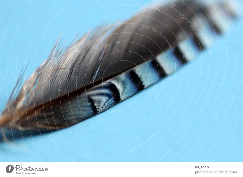 Vogelfederblau Design exotisch harmonisch Sinnesorgane Umwelt Natur Eichelhäher Feder liegen ästhetisch authentisch nah natürlich weich grau schwarz weiß