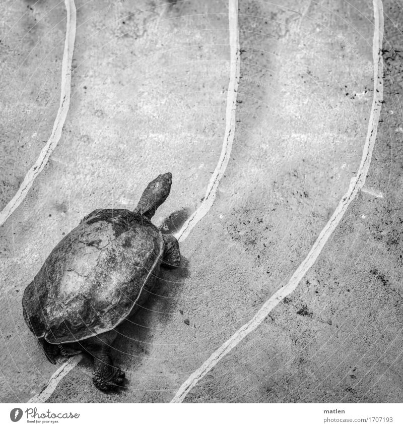 race Tier 1 laufen rennen Schildkröte Rennbahn Beine Eisenbahn Schwarzweißfoto Außenaufnahme Detailaufnahme abstrakt Muster Strukturen & Formen Menschenleer