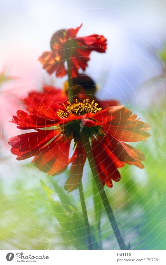 Sonnenbraut Blüten in rot Luft Himmel Sommer Schönes Wetter Blume Blatt Helenium blau braun mehrfarbig gelb grün orange rosa weiß Sonnenlicht Korbblütengewächs