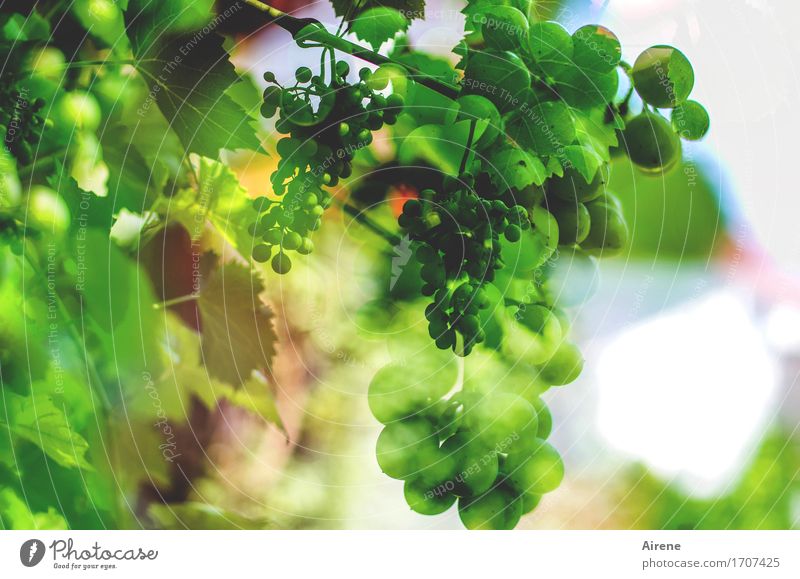 es wird ein Wein sein... Lebensmittel Frucht Bioprodukte Vegetarische Ernährung Getränk Alkohol Natur Pflanze Nutzpflanze Beerenfruchtstand Weintrauben Weißwein