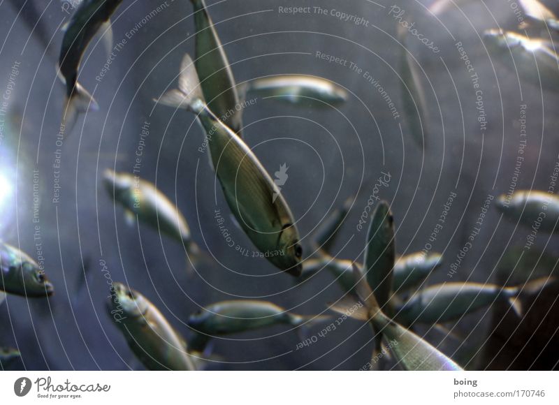 Freitagsfisch Unterwasseraufnahme Gegenlicht Lebensmittel Fisch Angeln tauchen Fischer Meeresbiologe Atlantik Wildtier Schwarm Brunft Lebensfreude Sardinen