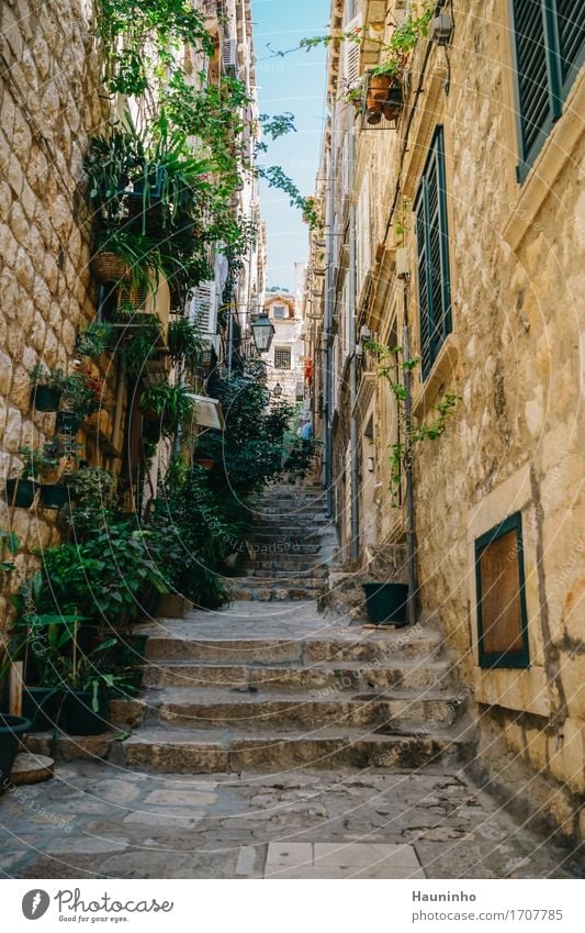 Dubrovnik lX Ferien & Urlaub & Reisen Sightseeing Städtereise Sommer Häusliches Leben Wohnung Haus Schönes Wetter Pflanze Blume Grünpflanze Topfpflanze Kroatien