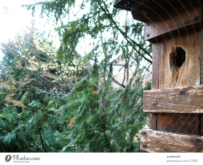 Brutstätte Vogel Haus Gelege Nest Wald