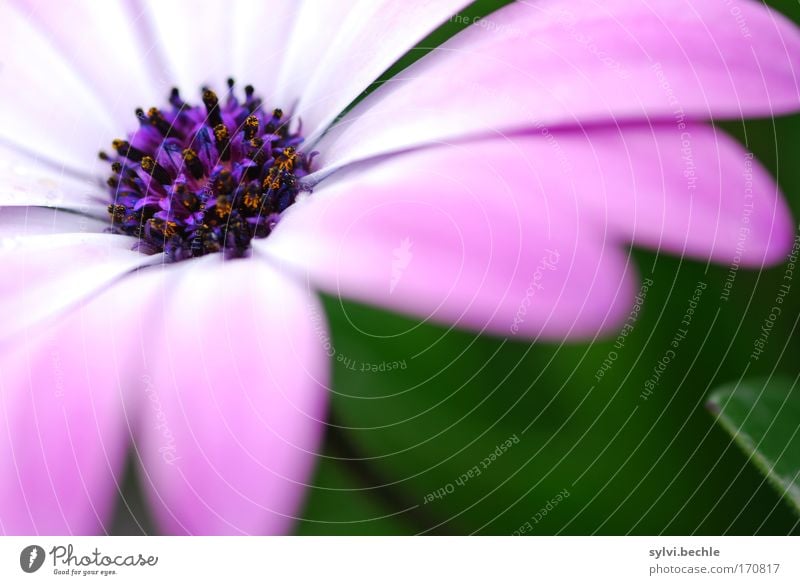 Plümschn Natur Pflanze Sommer Blume Blüte Duft natürlich schön weich grün violett rosa weiß Umwelt Pollen Blühend Farbfoto mehrfarbig Außenaufnahme Nahaufnahme