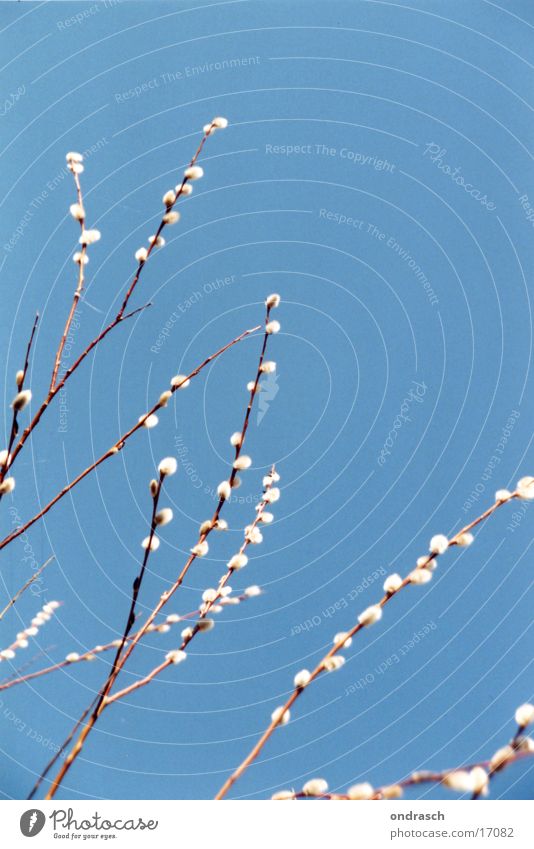 WeidenKatzen Frühling sprießen weich Physik Blütenknospen neu Sonne Wärme Blühend