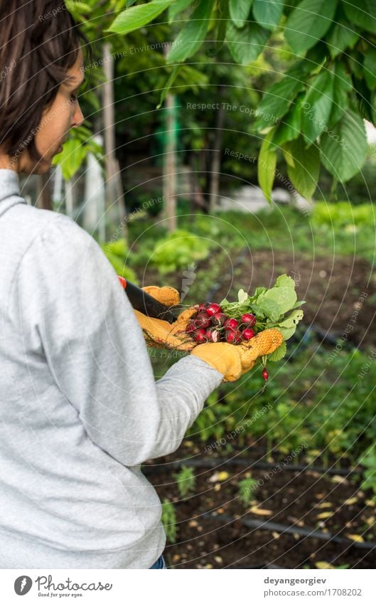 Frauengriffbündel Rettiche Gemüse Vegetarische Ernährung Sommer Garten Gartenarbeit Erwachsene Hand Natur Pflanze frisch grün rot Radieschen Haufen organisch