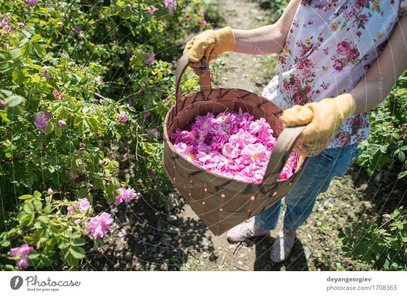 Frau, die Farbe von Ölsaatrosen auswählt schön Haut Wellness Erholung Garten Erwachsene Natur Pflanze Blume Rose Blatt frisch natürlich rosa Roséwein Erdöl Sack