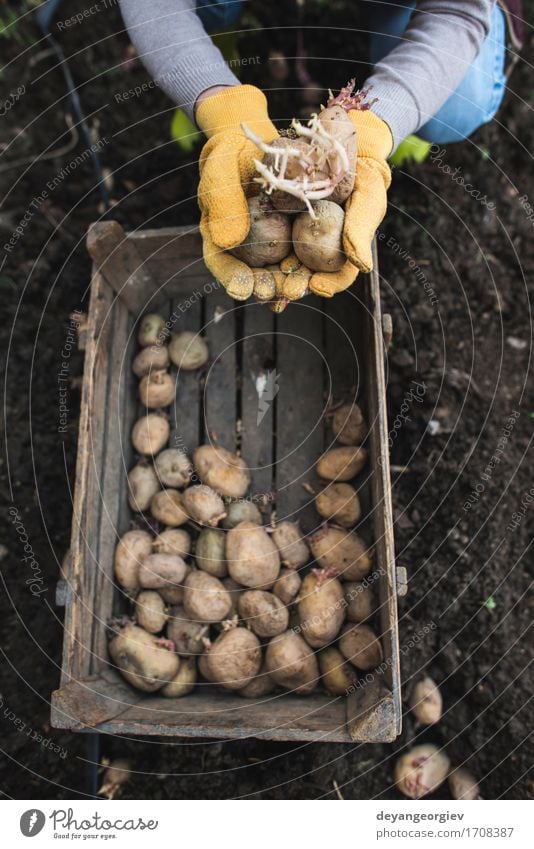 Kartoffeln pflanzen Gemüse Garten Gartenarbeit Frau Erwachsene Hand Natur Pflanze Erde Wachstum frisch natürlich Samen Lebensmittel organisch Kiste Ackerbau