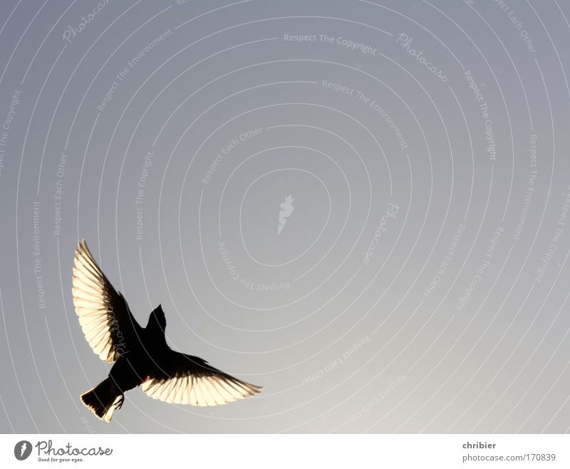 Nähme ich Flügel... Außenaufnahme Textfreiraum rechts Textfreiraum oben Kontrast Silhouette Lichterscheinung Gegenlicht Natur Tier Luft Himmel Vogel Star 1