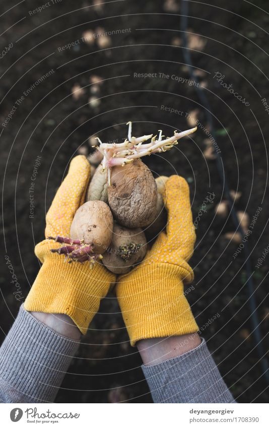 Kartoffeln pflanzen Gemüse Garten Gartenarbeit Frau Erwachsene Hand Natur Pflanze Erde Wachstum frisch natürlich Samen Lebensmittel organisch Kiste Ackerbau