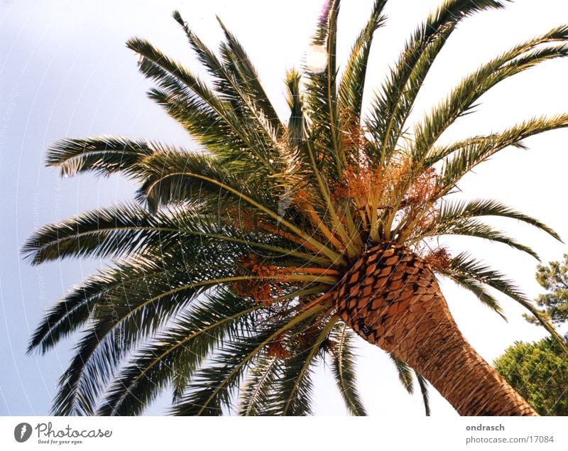 Unter Palmen Baum Strand Süden Physik Meer Sonne Wärme Mittelmeer Sea