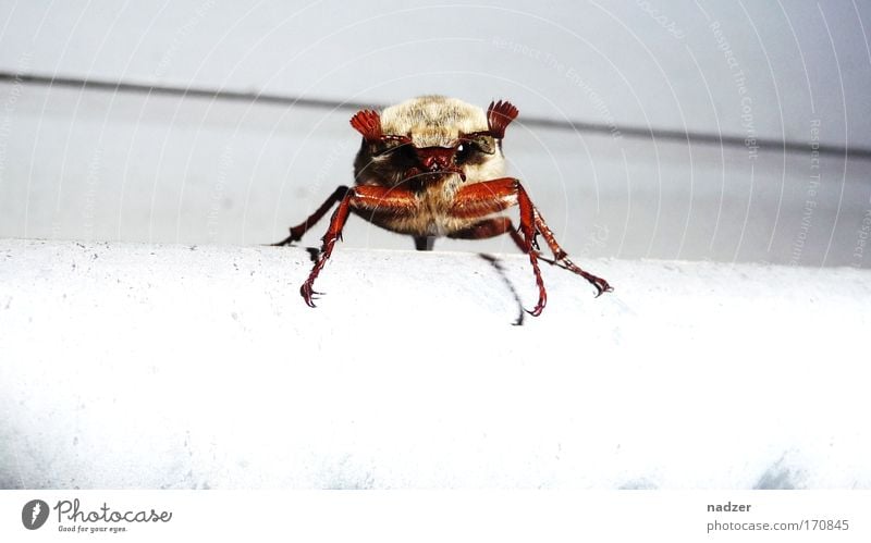 Maikäfer Tier Käfer 1 beobachten Bewegung krabbeln bedrohlich Neugier braun weiß Farbfoto Außenaufnahme Nahaufnahme Detailaufnahme Blick in die Kamera