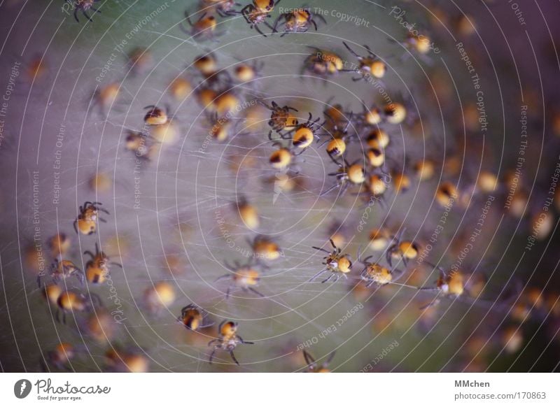 KinderStube Farbfoto Spielen Spinne Tiergruppe Netz Netzwerk Zusammensein dunkel Ekel gruselig gelb Angst Spinnennetz Spinnenbeine Nachkommen Familiengründung