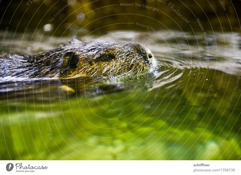 Bis zum Hals Tier 1 Schwimmen & Baden grün Biberratte Wasserratte Wasseroberfläche Tiergesicht Tierporträt Ohr Nase nass Reflexion & Spiegelung Wellen