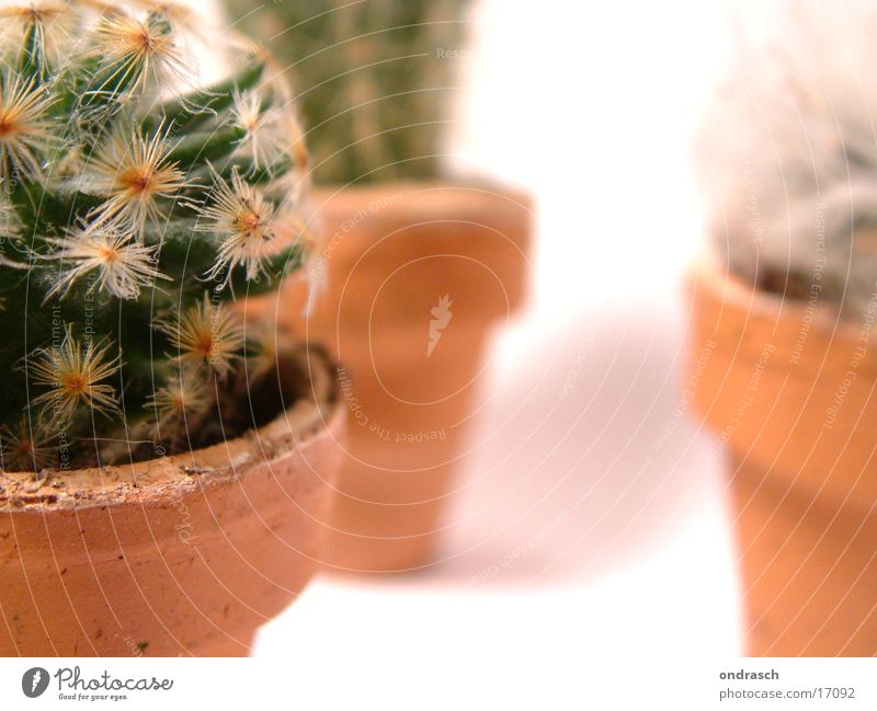 Kaktusse  =)) Sukkulenten Pflanze trocken Nachttopf Raum Fenster Stachel Pieks Wüste
