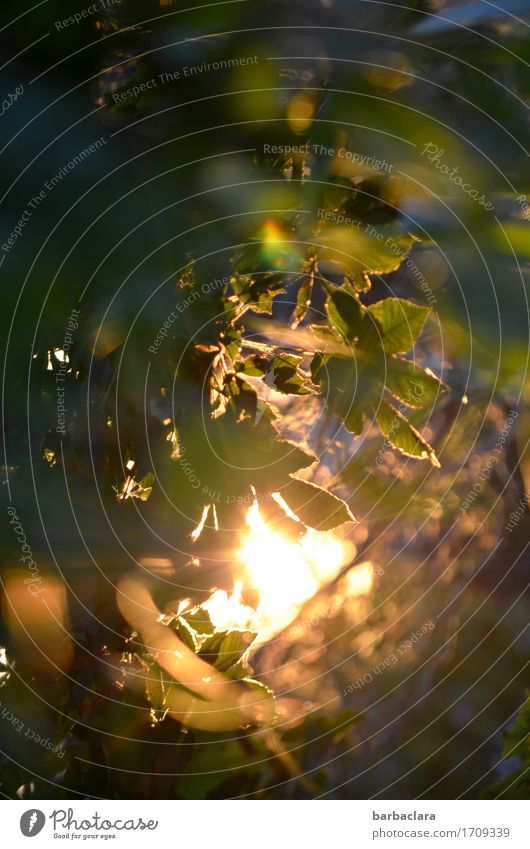 billich | Sonnenenergie Pflanze Urelemente Sträucher Blatt Garten leuchten hell Stimmung Warmherzigkeit Energie Kraft Natur Umwelt Farbfoto Außenaufnahme Muster