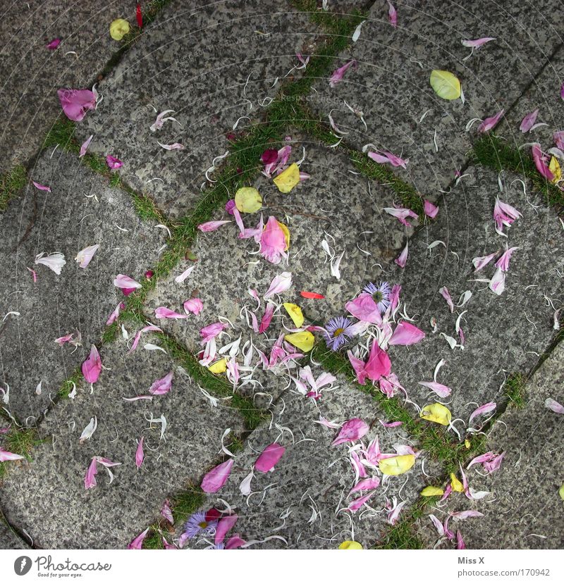 Hochzeit Blume Blüte Wege & Pfade mehrfarbig Pflastersteine Blütenblatt verteilen Kopfsteinpflaster Außenaufnahme Menschenleer Vogelperspektive