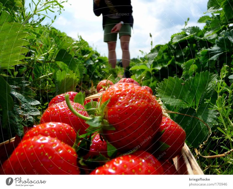Ich liebe es! Frucht rot Erdbeeren Erdbeerfeld pflücken Ernährung Farbfoto Außenaufnahme Detailaufnahme Tag Sonnenlicht Sommer Versuch Makroaufnahme frisch