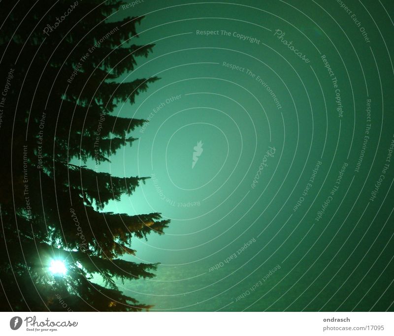 Nachtschattenspender Licht Nebel grün Baum Tanne erleuchten Beleuchtung mystisch gruselig Fototechnik Lichterscheinung Silhouette Schatten